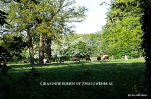 Grazende koeien op Zwaluwenburg